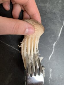 Kräutersaitlinge